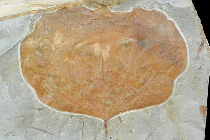 Fossil Leaf (Zizyphoides) - Montana #101879